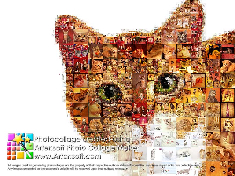 Opiniones De Collage